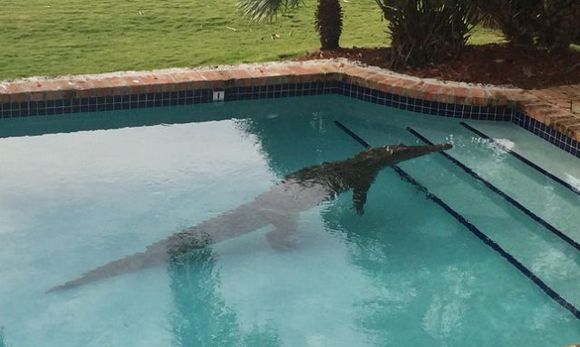 Encontró un enorme cocodrilo nadando en la piscina de su casa