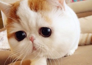Snoopy Babe el gatito más tierno de Instagram