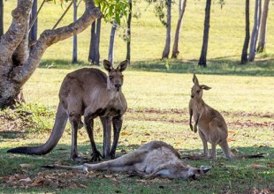 La foto de la muerte de un canguro conmociona Australia