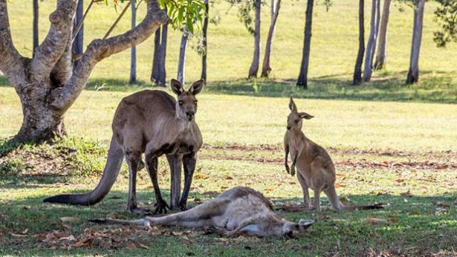 La foto de la muerte de un canguro conmociona Australia