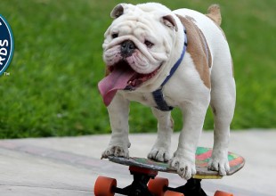 Perro “skate” rompe récord Guinness