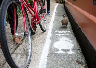 Una nueva iniciativa en Inglaterra: ¡carriles exclusivos para patos!