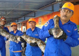 Atrapan en Malasia serpiente pitón "más grande" del mundo