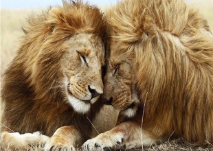 Los leones gays de Botsuana