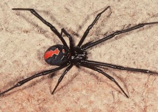 Una araña muerde el pene de un hombre en Australia