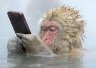 El video de un hábil mono que le arrebata el celular a una chica