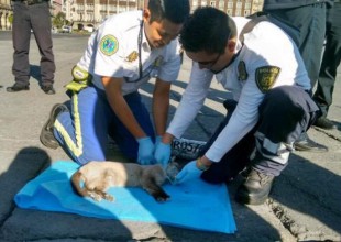Gatito recibe primeros auxilios en el Zócalo capitalino