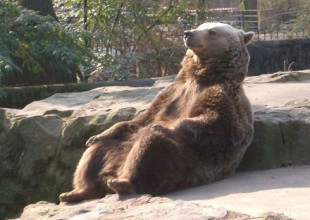 La foto del ‘oso relax’ que se convirtió en meme mundial