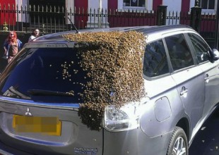 Un enjambre de abejas la persiguió por dos días