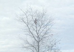 Niño queda atrapado en un árbol de 15 metros