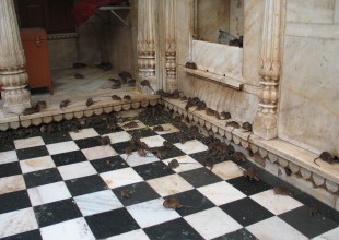 Un Templo muy especial en donde adoran a las ratas