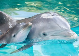 Una conversación entre dos delfines es grabada