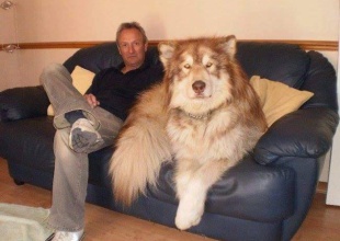 Los perros más enormes del mundo