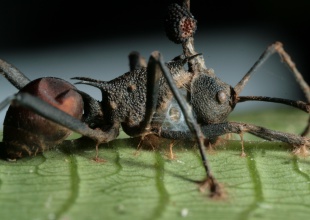 La hormiga que puede caminar dormida