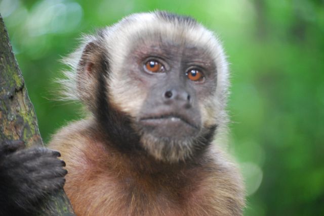 Estudio revela algo sorprendente de los Monos capuchinos