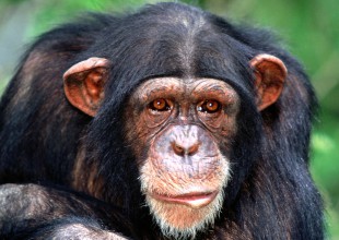 El chimpancé más famoso por su adicción