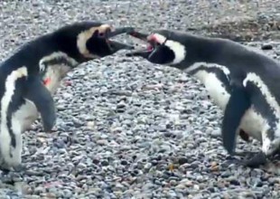 Pingüino cachó a su pareja en infidelidad y provocó una gran pelea