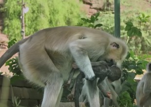 Monos lloran la "muerte" de un mono robot