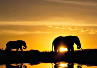 Abren santuario de elefantes jubilados en Brasil