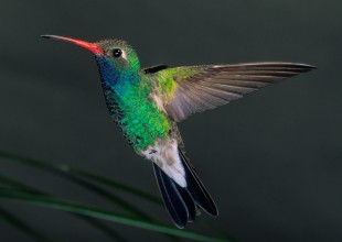 Detienen un proyecto de millones de dólares por un colibrí