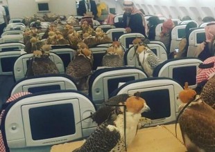 Príncipe compra asientos en primera clase para todos sus halcones