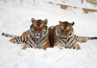 Así lucen los tigres siberianos gordos en un zoológico de China