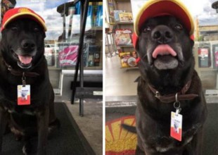 Perrito abandonado consigue trabajo en gasolinera