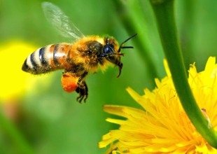 Científicos entrenan abejas para jugar al fútbol