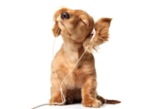 La música favorita de los perros es…