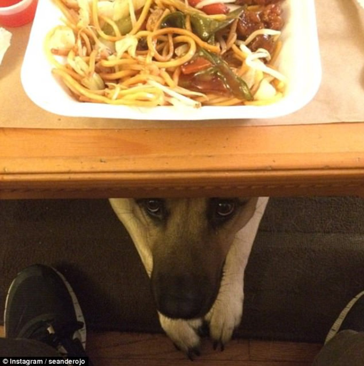 Estos perros rogando por tu comida es lo más adorable