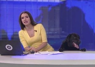 Perro asusta a presentadora de noticiero y se hace viral