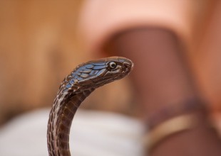 Pelea entre dos serpientes mortales se vuelve viral