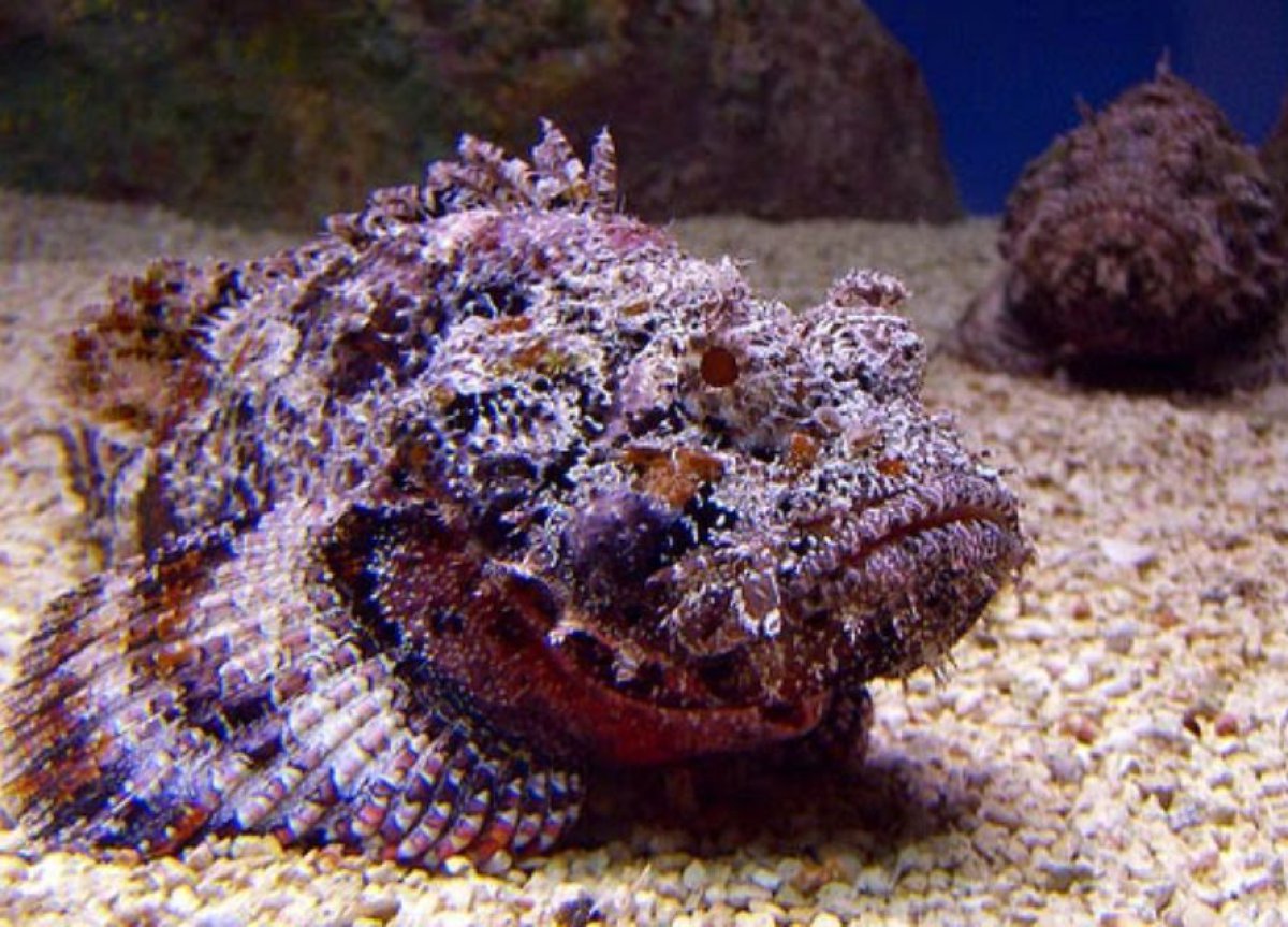 TOP 5: Animales más venenosos del mar