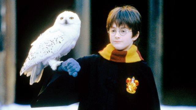 Culpan a saga de Harry Potter por la extinción de una especie de búhos
