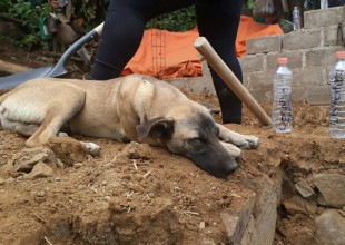 Jacinto, el perro que espera a su dueño en los escombros tras el temblor