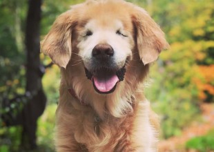 Murió Smiley, el perrito ciego que dedicó su vida a ser terapeuta