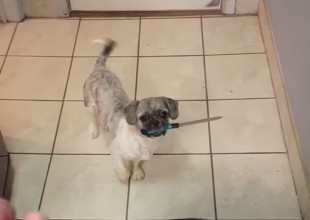 Perro espanta a su dueño al pasear por la casa con un cuchillo