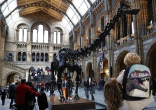 Niño de 10 años descubre un error en el Museo de Historia Natural de Londres