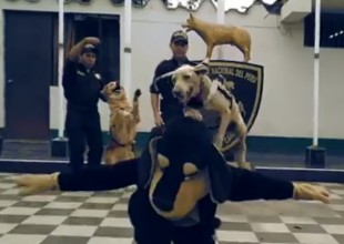 Perros policías bailan al ritmo de Scooby Doo PaPa
