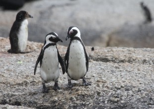 Estos pingüinos en la playa te harán volver a creer en el amor