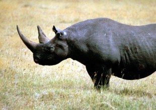 Ha muerto en Kenia el último rinoceronte macho