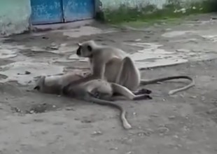 Desgarrrador momento en que un mono intenta revivir a su amigo que murió electrocutado
