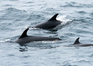 Primer híbrido ballena-delfín fue encontrado en Hawaii