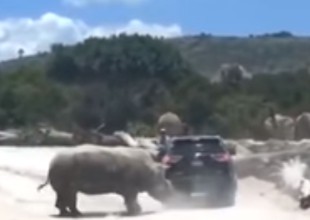 Rinoceronte ataca a una familia en su visita a Africam Safari Puebla