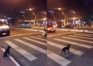 Perro cruza la calle esperando el semáforo