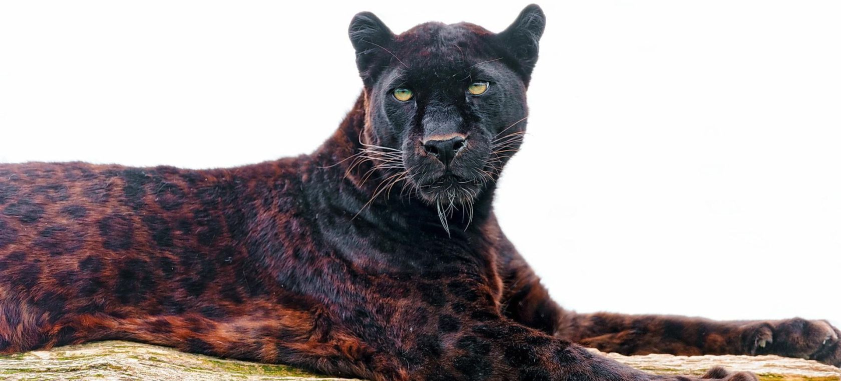 Cámara capta un raro ejemplar del jaguar negro