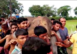 Se movilizan para salvar a un elefantito al borde del colapso