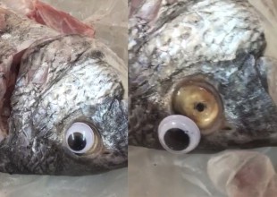 Vendían pescados con ojos falsos para que se vieran frescos