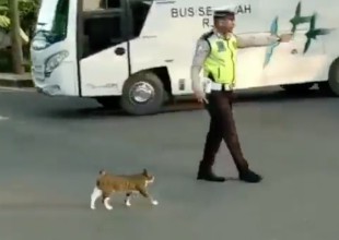 Policía de tránsito ayuda a gato a cruzar la calle