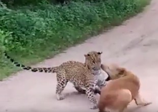 Perro callejero se enfrenta contra leopardo